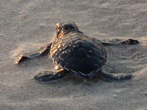 Schildkrötenbaby auf dem Weg zum Meer