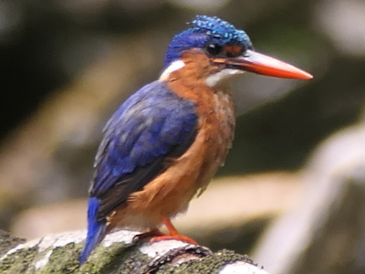  São Tomé