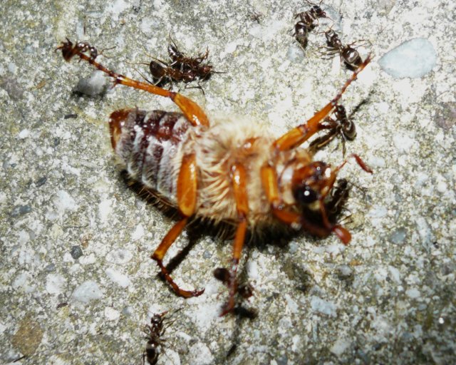 Ameisen fangen Käfer