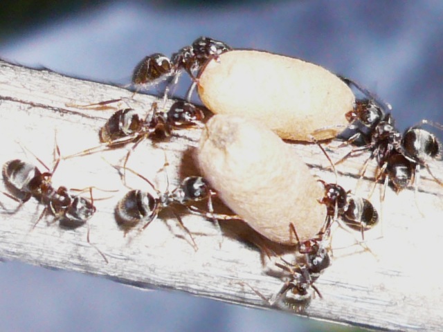 Ameisen beim Puppentransport