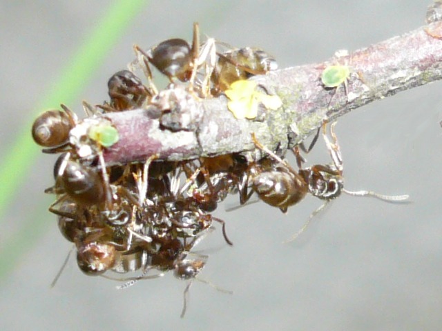 Ameisen und Laus